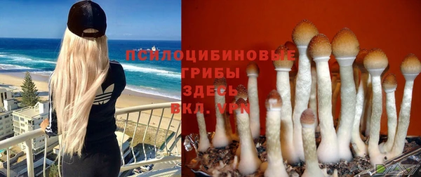 ПСИЛОЦИБИНОВЫЕ ГРИБЫ Кодинск